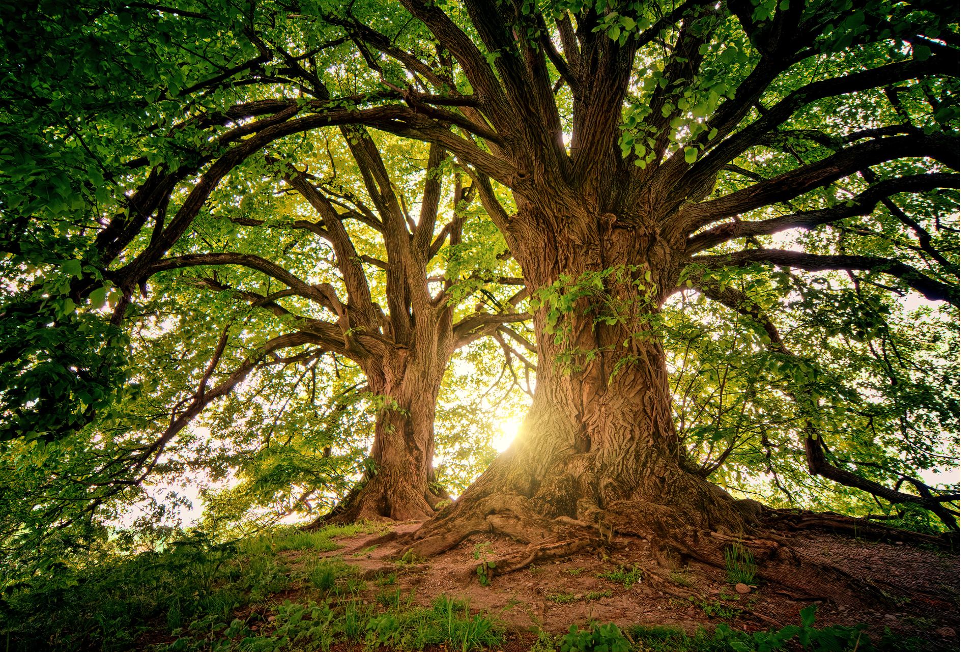 Two large, mature trees stand on a grassy hill, their leafy branches backlit by a bright, golden sunset.