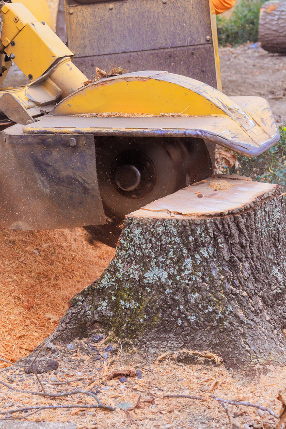Stump Grinding Maryland