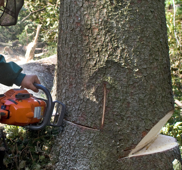 Tree Removal Maryland