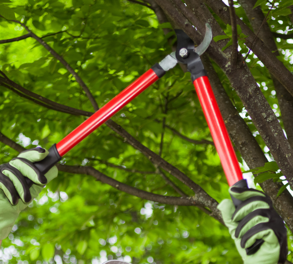 Tree Trimming & Pruning Maryland