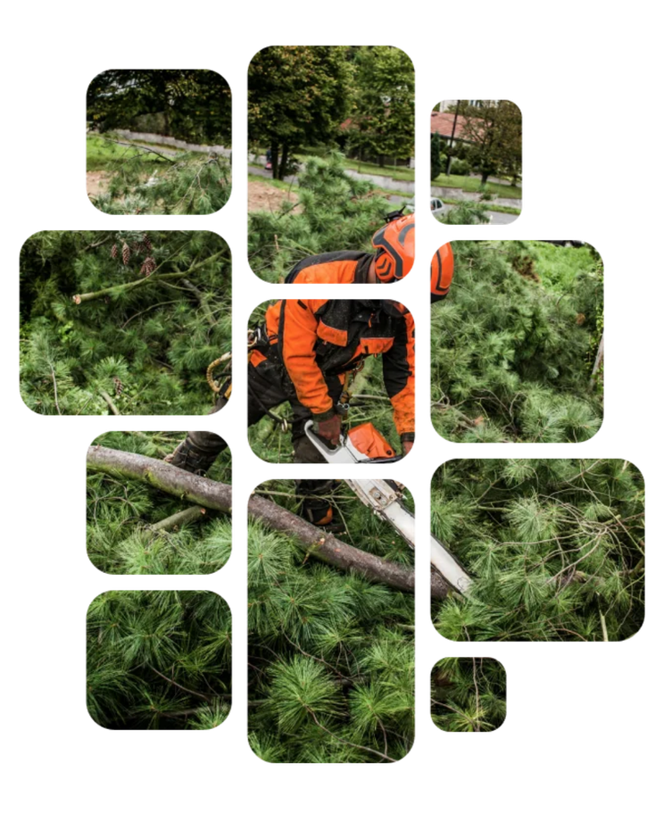 A collage of images showing a person in high-visibility orange safety gear using a chainsaw to clear tree branches.