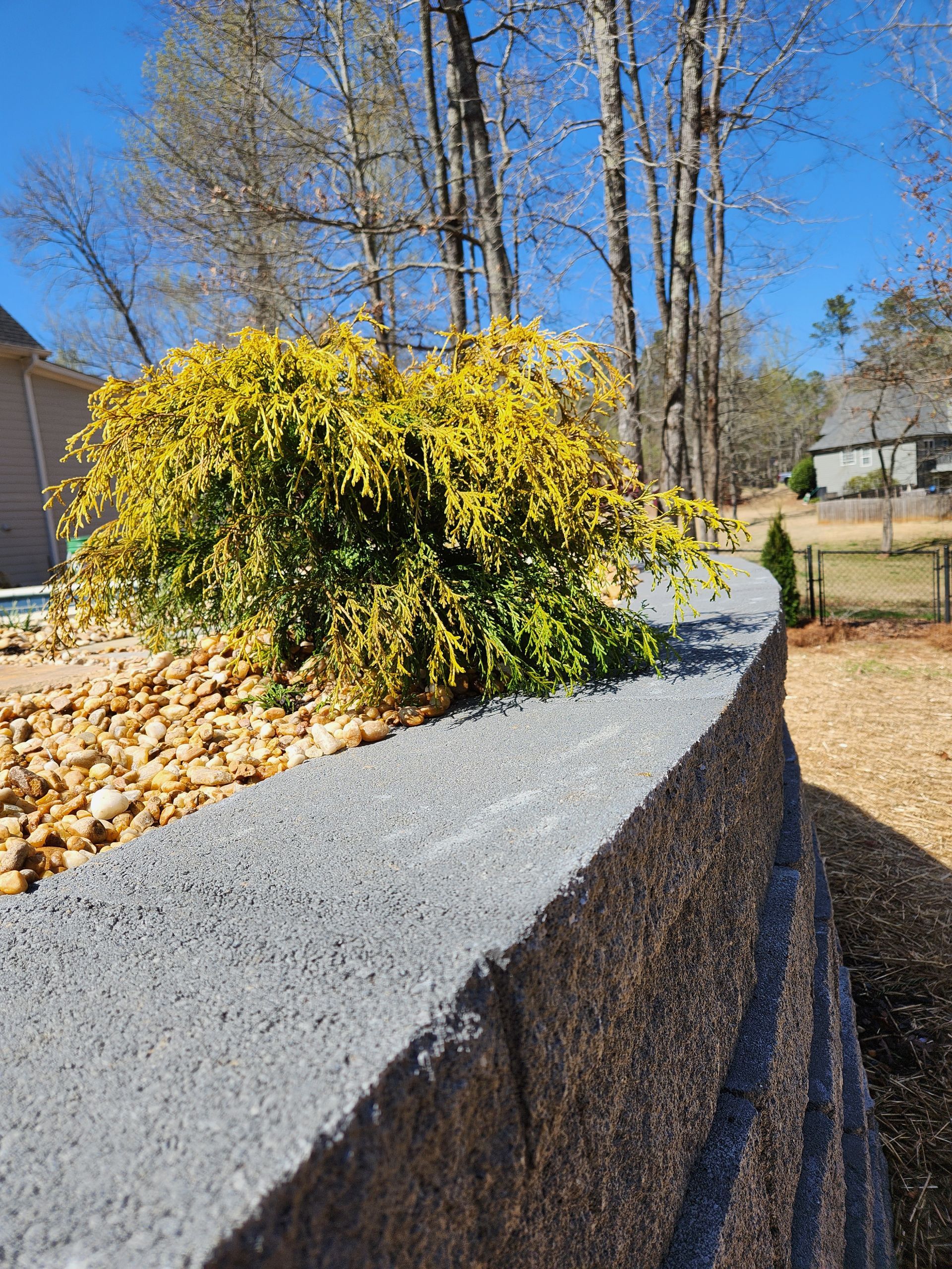 Gray retaining wall with yellow bush and gravel in a yard.