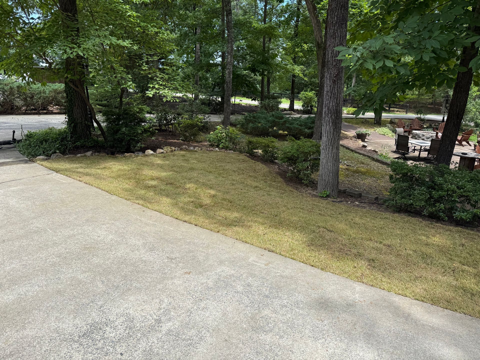 Lawn with yellowed grass next to a concrete driveway, surrounded by trees and shrubbery in a yard.