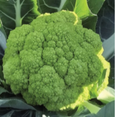 BRASSICACEE