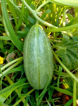 CUCURBITACEE