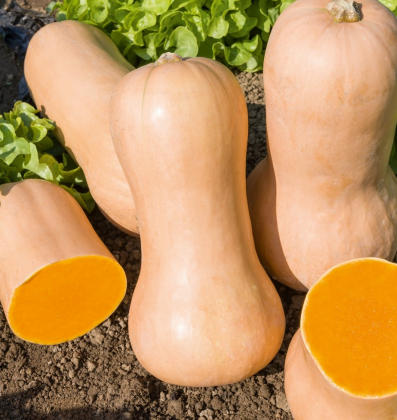 Zucca allungata arancione
