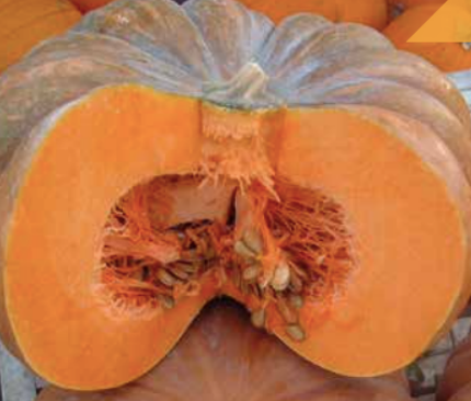 Zucca arancione