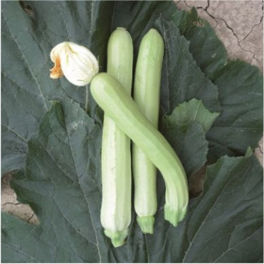 Zucchina bianca