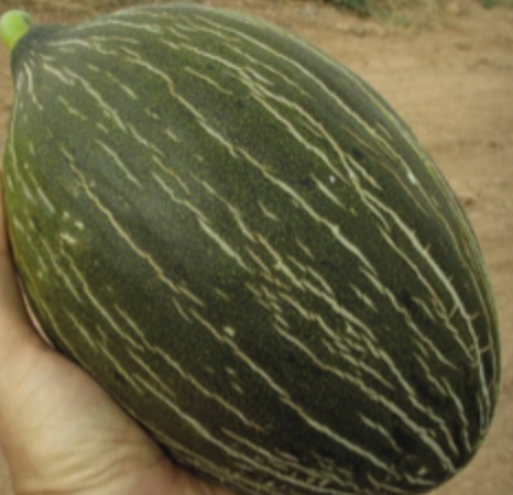 Melone Pinar