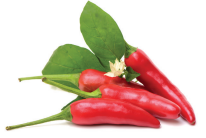 Diavolicchio calabrese