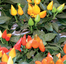 Fuoco della prateria