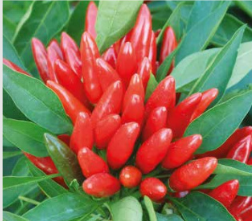 Guardacielo a mazzetti