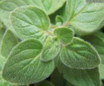 Origano greco
