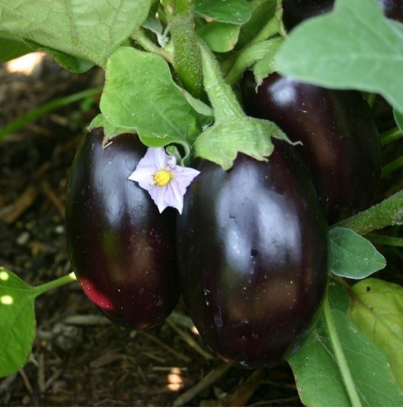 Melanzana nera