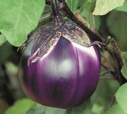 SOLANACEAE