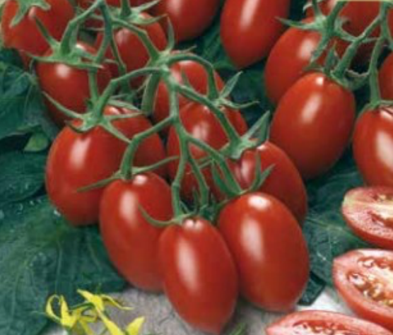 Pomodoro datterino