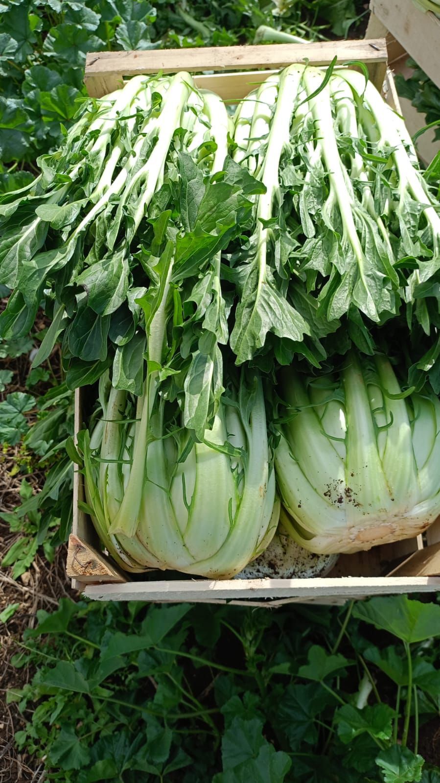 Cicoria selezione Montanaro