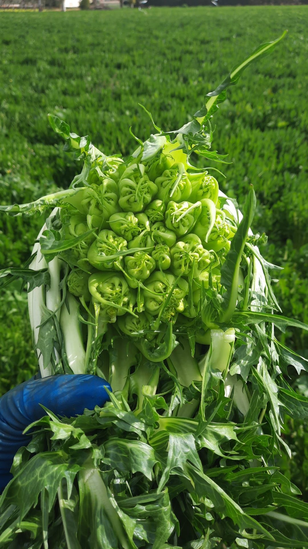 Cicoria selezione Montanaro