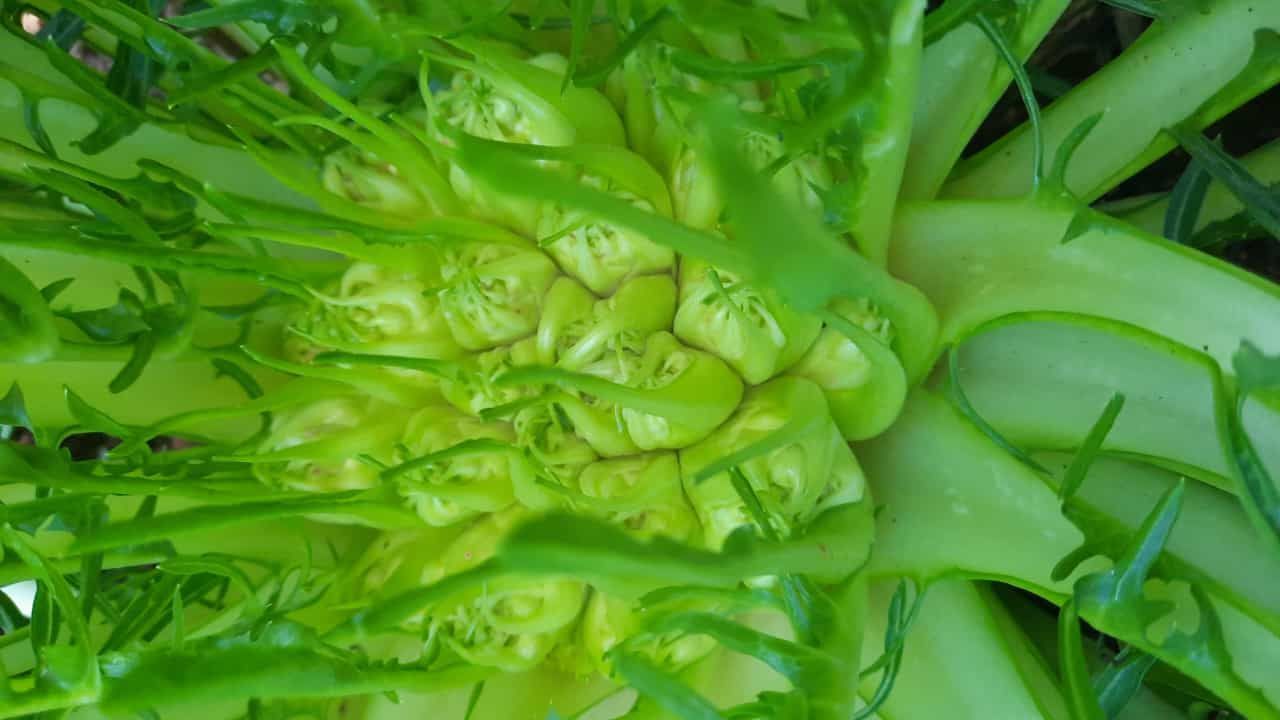 Cicoria selezione Montanaro