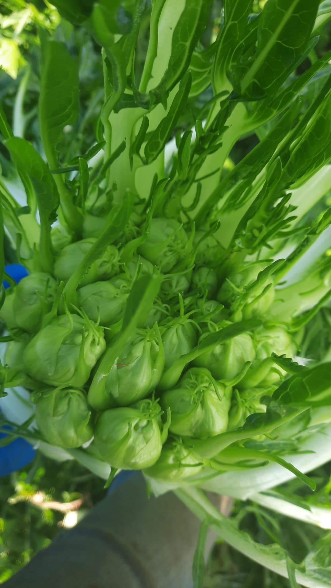 Cicoria selezione Montanaro