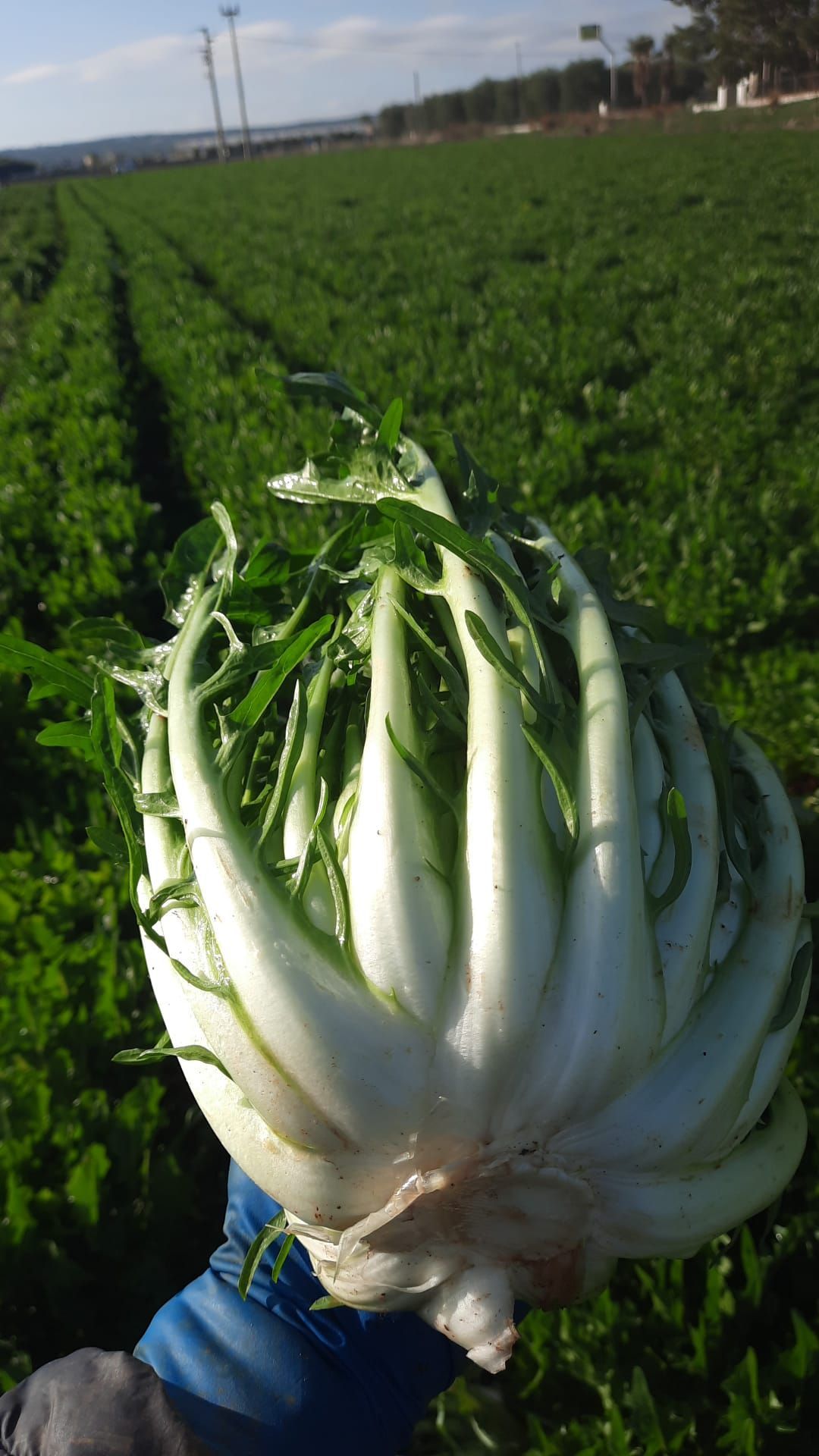 Cicoria selezione Montanaro