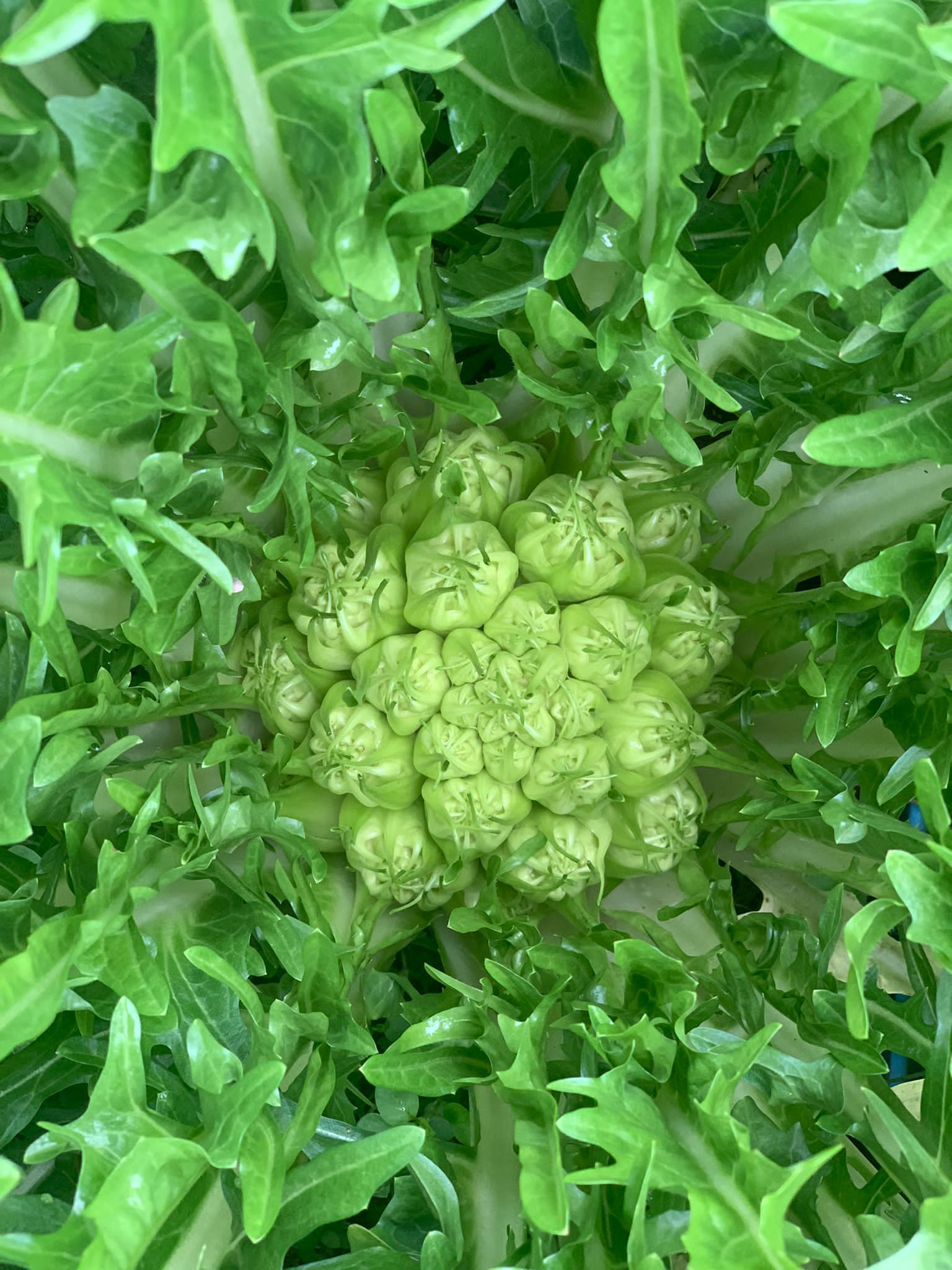 Cicoria selezione Montanaro