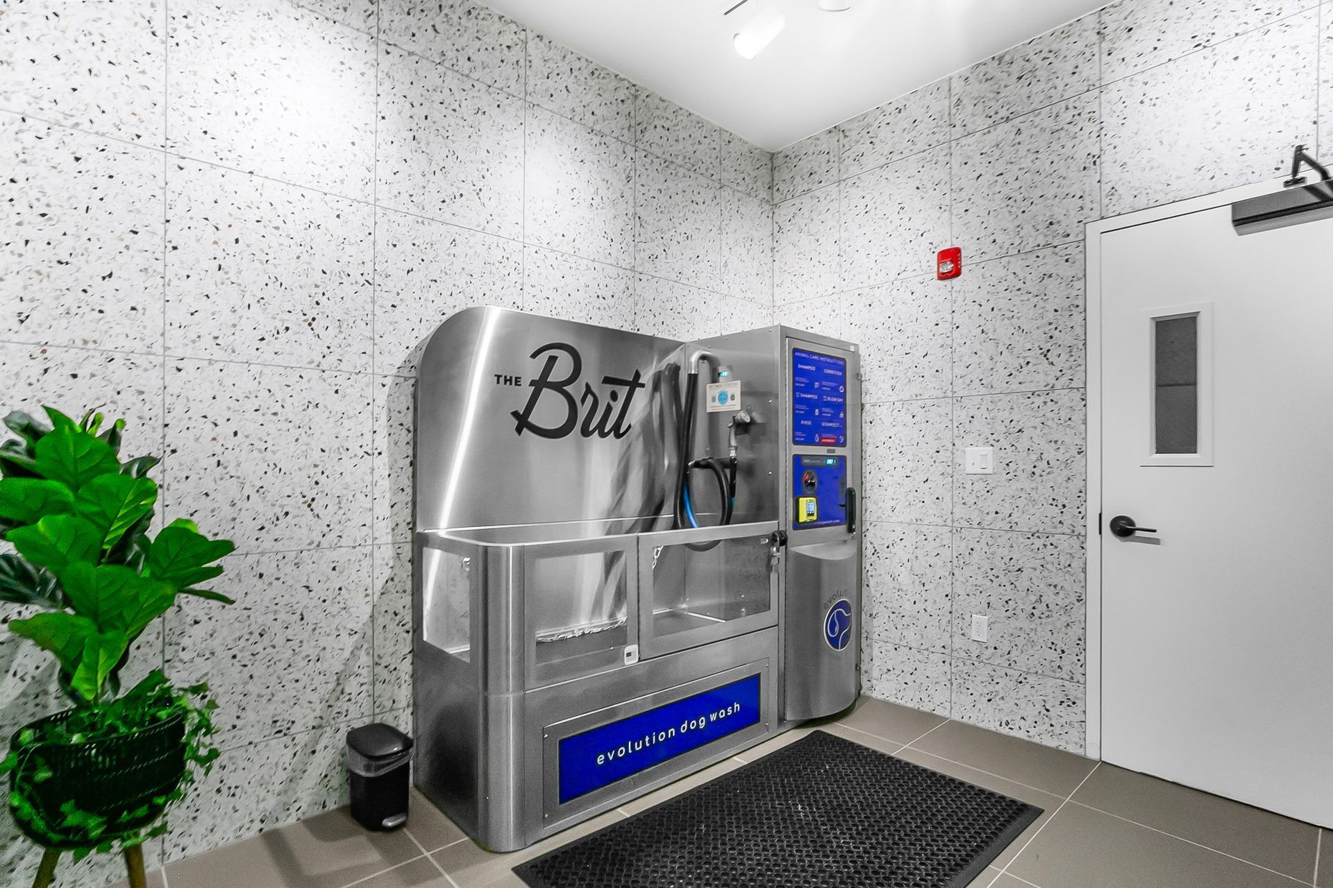 Dog wash station in a room with speckled walls, a green plant, and a white door.