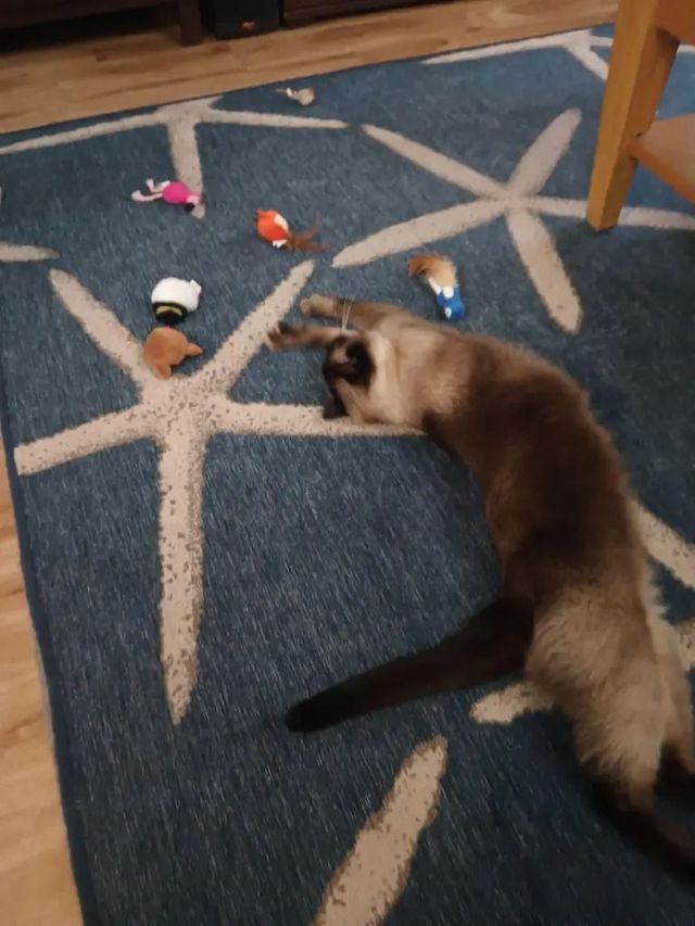 This cat had a well-loved personality with a special touch of toy playing. This cat was so energetic and had lots of fun while feeding and watering including its cat box being cleaned and feed every day. Santa Ana CA.