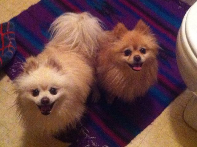 Two loved dogs Named Misty and Mombo. They always loved to see me. Oceanside California. 