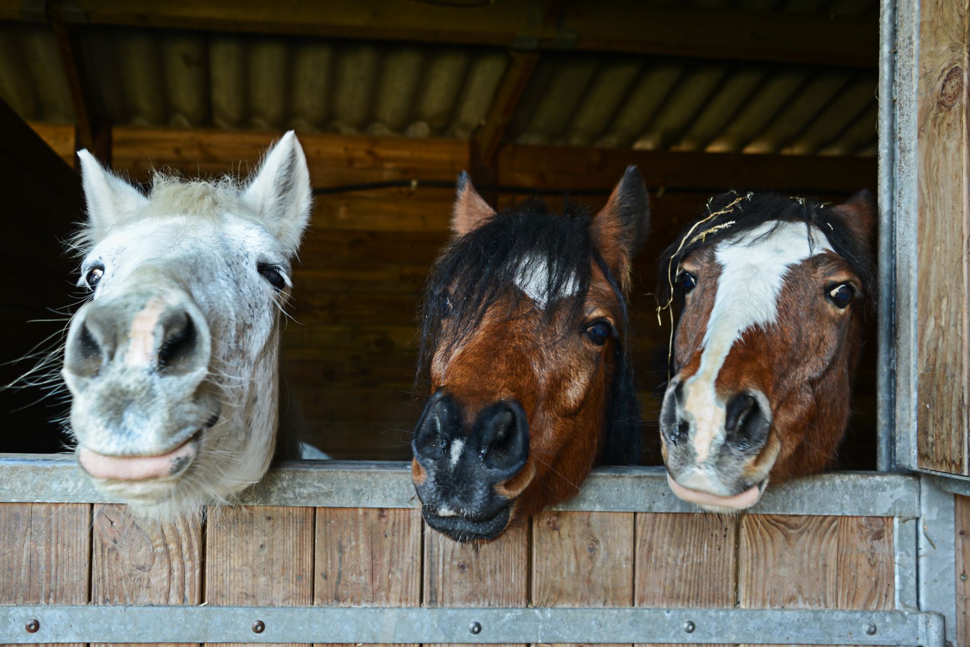 Three horses with their heads peering out of a stable. They have varying colors and expressions.