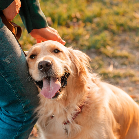 Golden retriever dog being petted by a person. Dog smiles, tongue out. Outdoor setting.