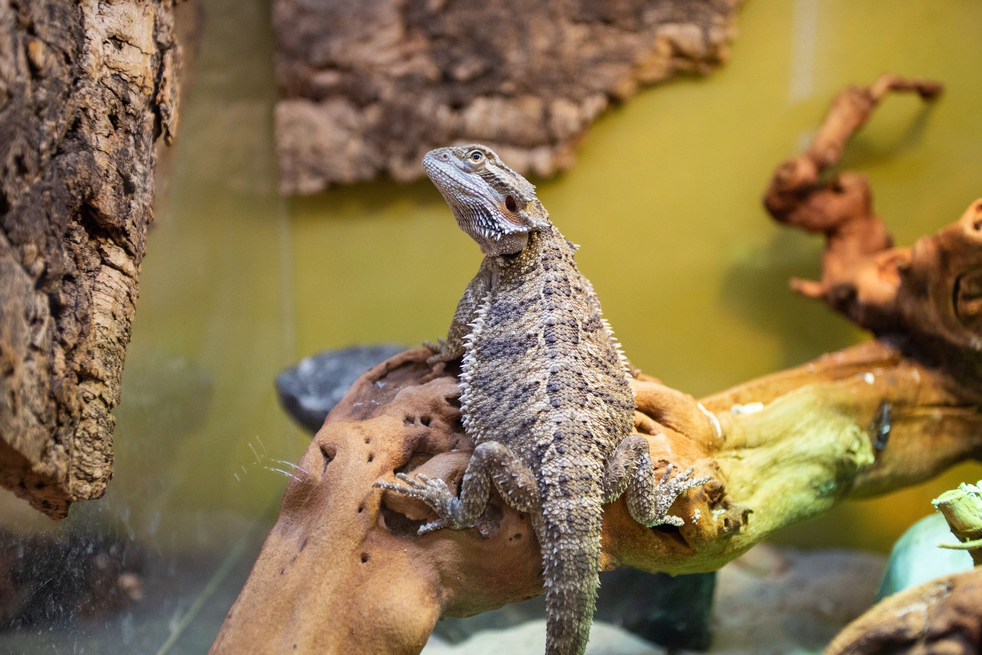 Bearded dragon on a branch in a terrarium. Gray and brown scales, head raised.