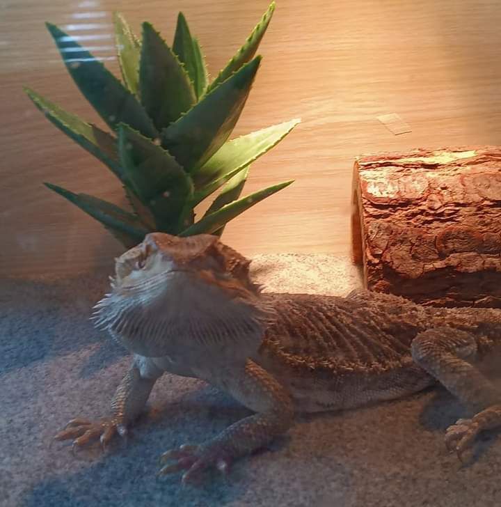 Costa Mesa Bearded Dragon is well cared for and loved by its human. I took well care for him, feeding watering, and is a great, bearded dragon with a sweat attitude.