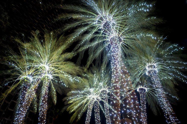 Holiday lights in palm trees
