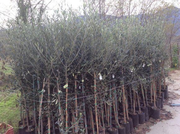 Gruppo di piante di olivo
