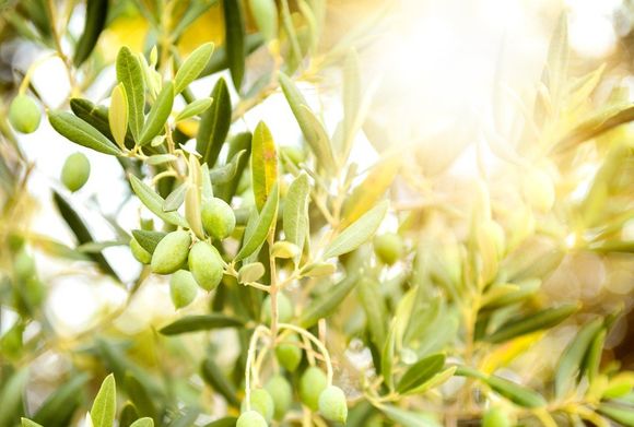 Olive verdi sulla pianta