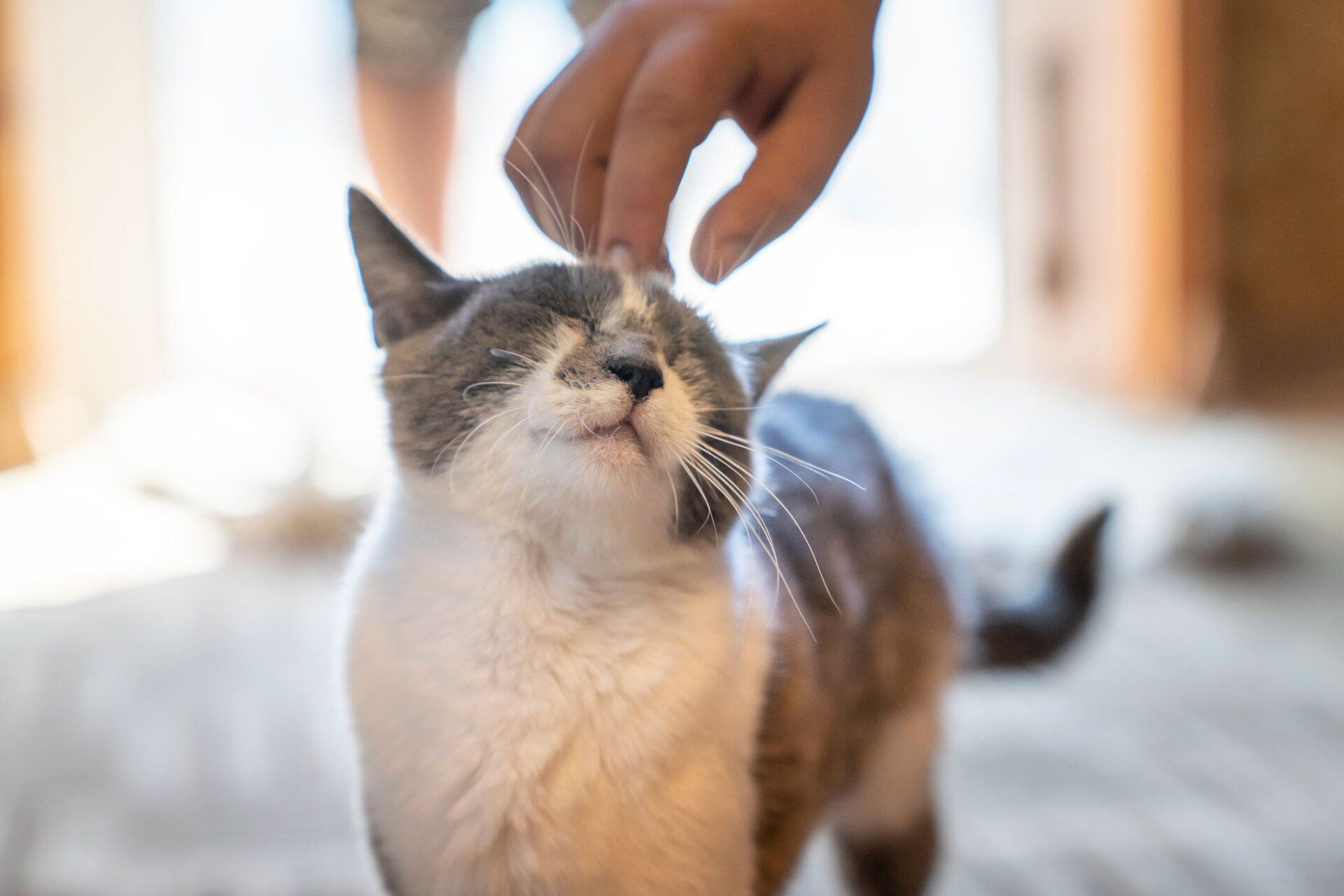 Cat Head Scratch — Staten Island, NY — Victory Veterinary Practice