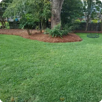 Green lawn with a large tree surrounded by mulch, swing in the background.