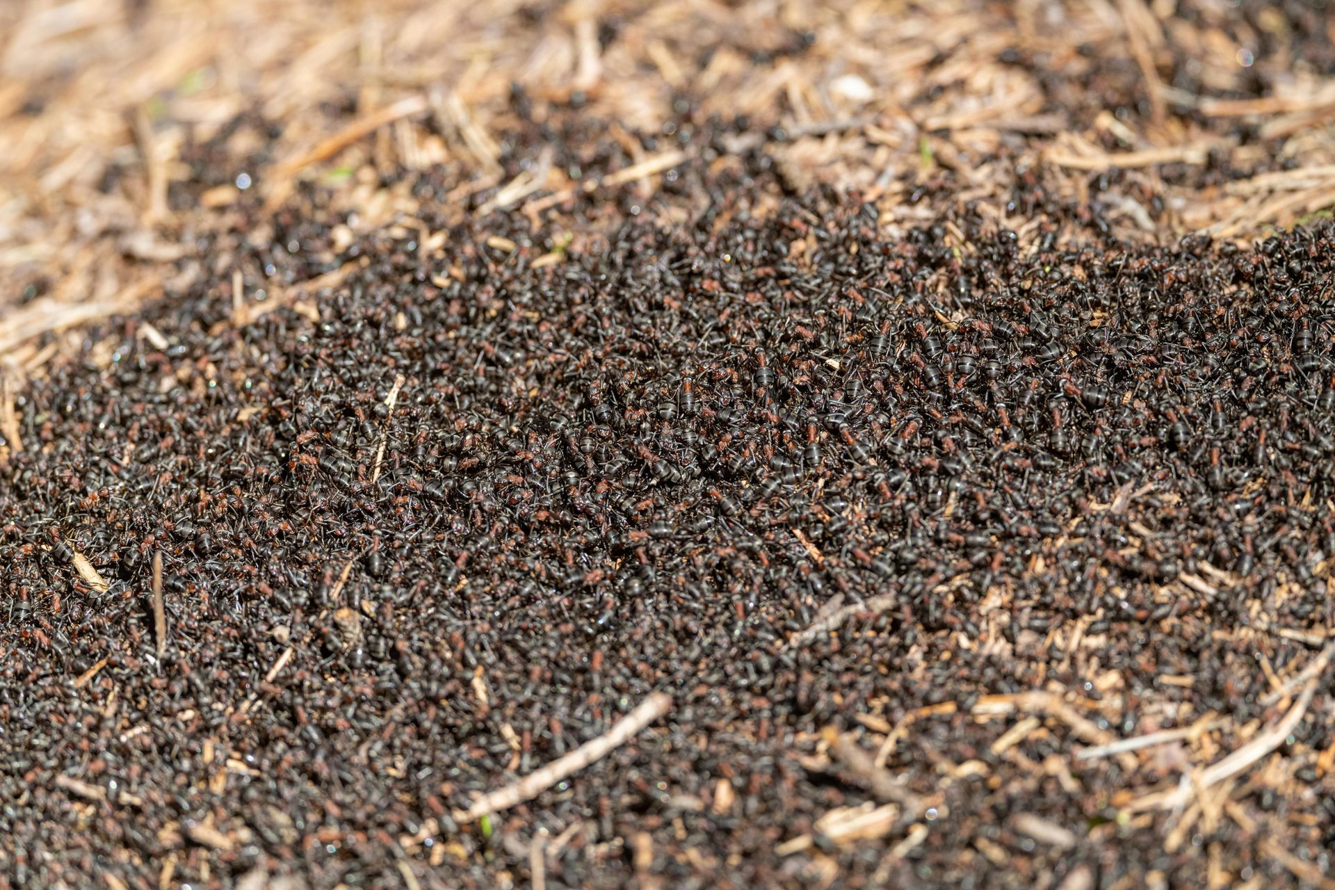 A large pile of black ants crawling on dark soil and straw.