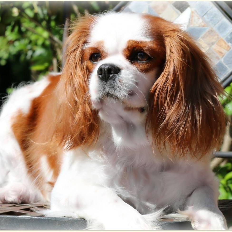 Cavalier King Charles Spaniel Breeders in Lavonia, Georgia