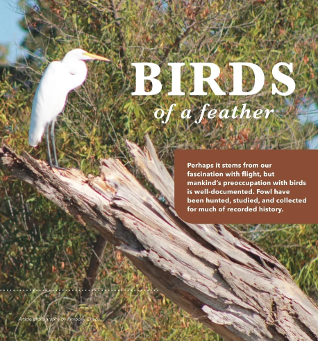 A white bird perched on a tree branch with the words birds of a feather