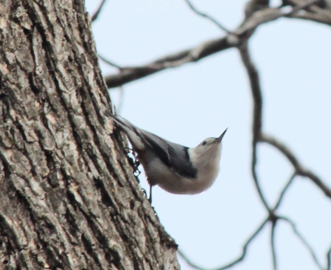 A small bird perched on the side of a tree