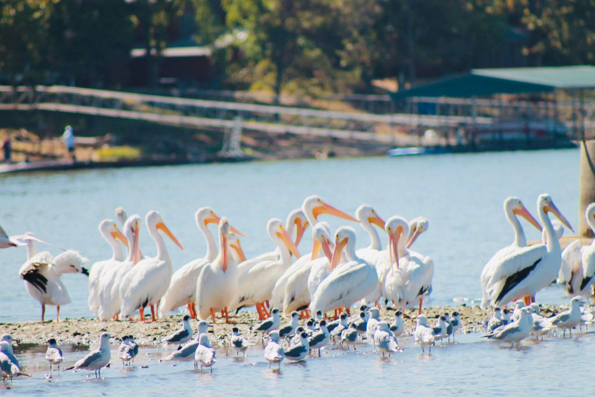 A flock of pelicans and seagulls are standing on a shore of a lake.