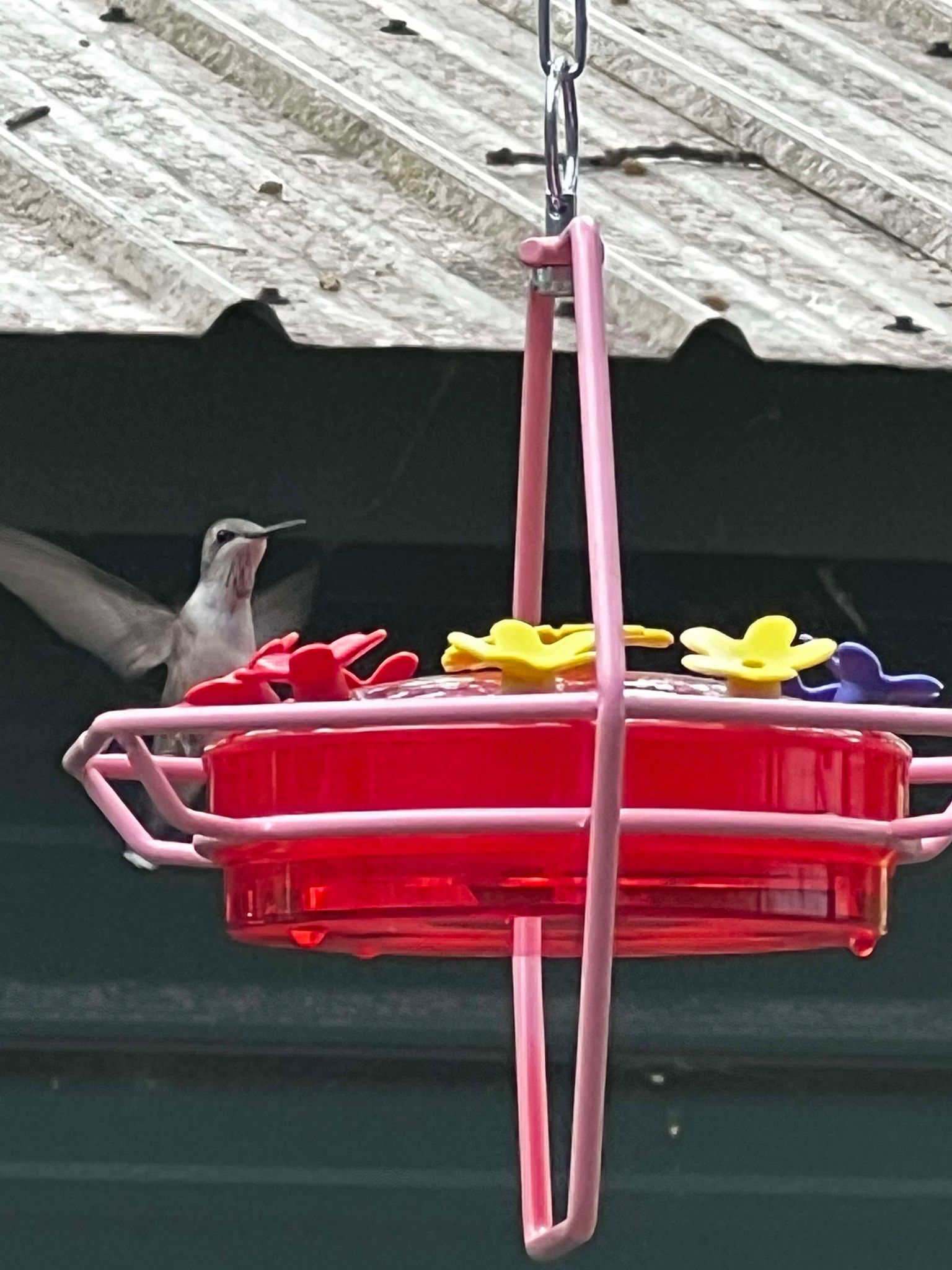 A hummingbird is perched on a pink bird feeder