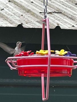 A hummingbird is perched on a pink bird feeder