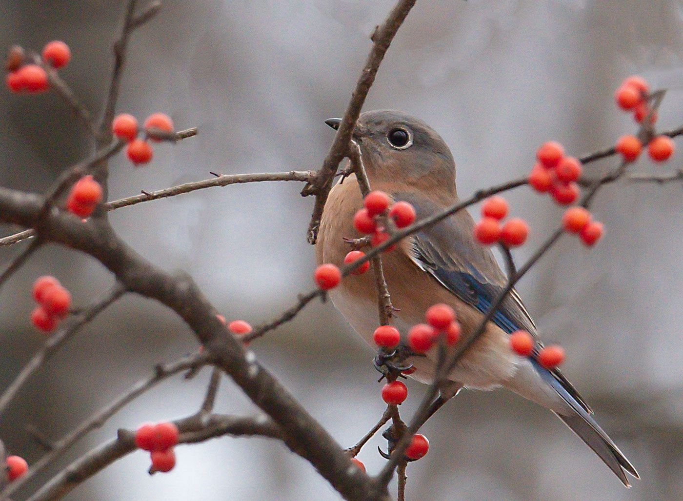 A bird perched on a branch with red berries