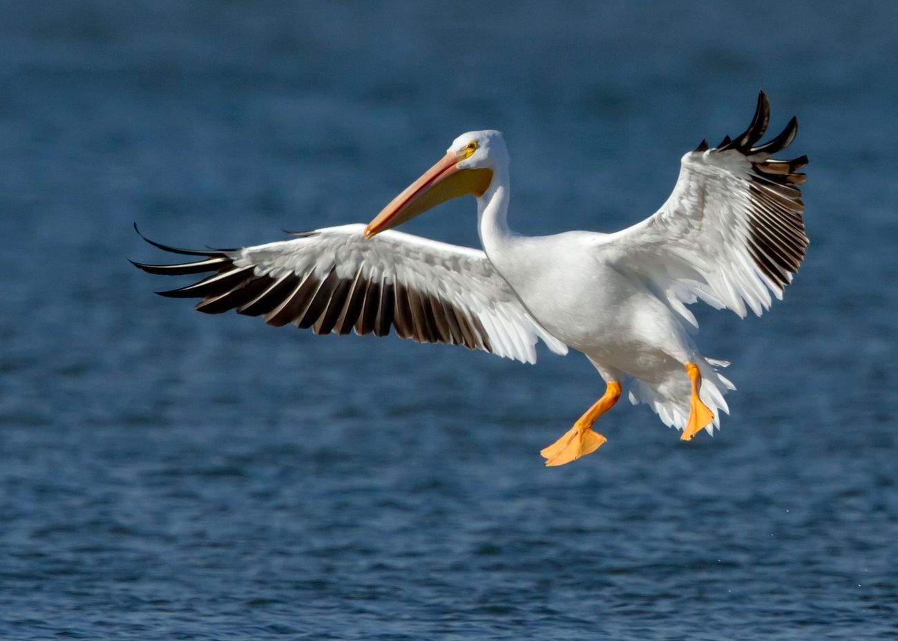 A pelican is flying over a body of water