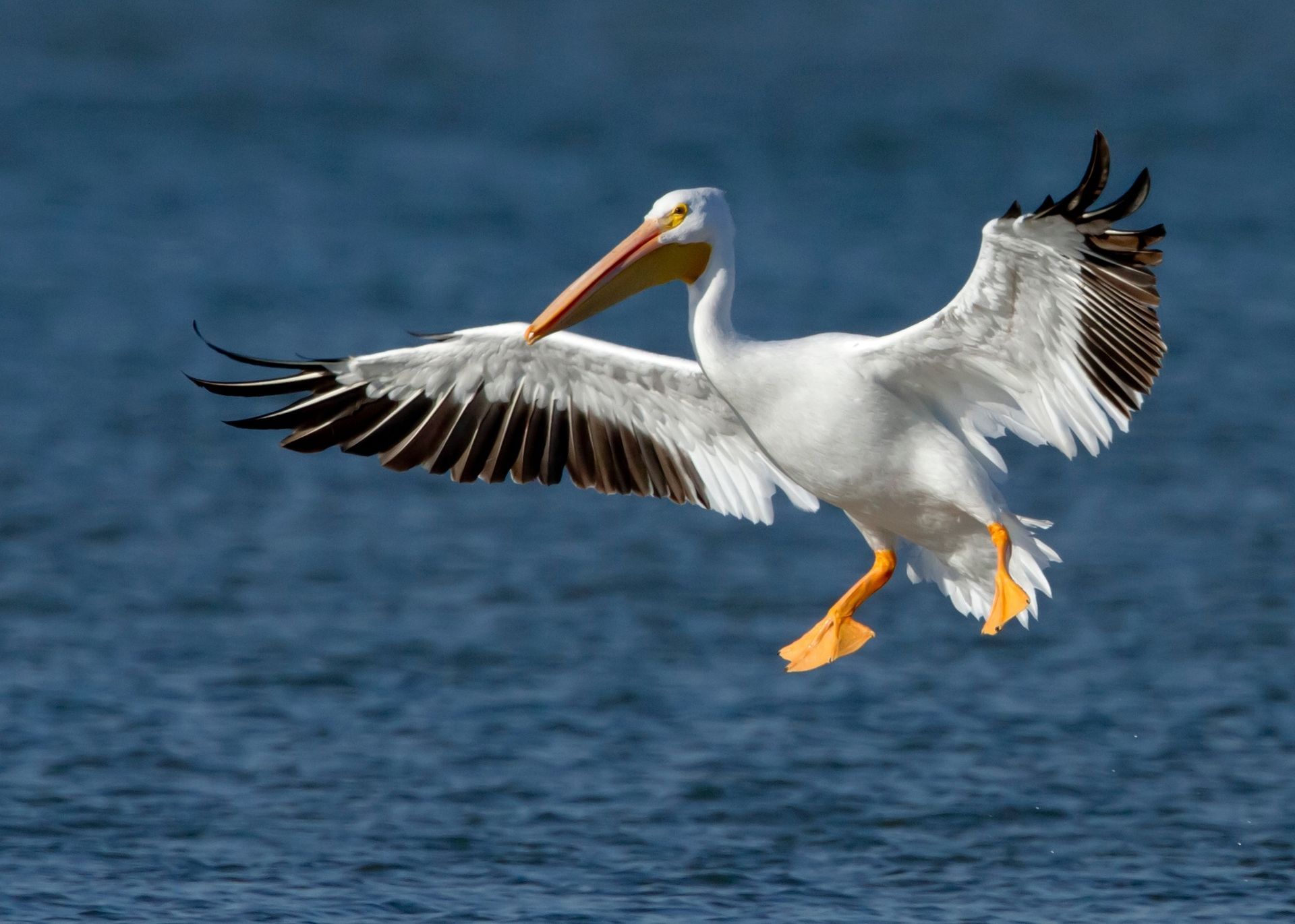 A pelican is flying over a body of water
