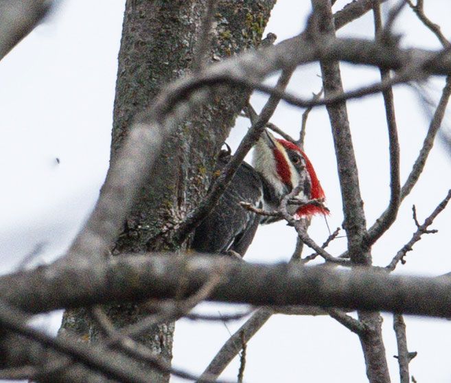 A woodpecker is perched on a tree branch with its beak open.