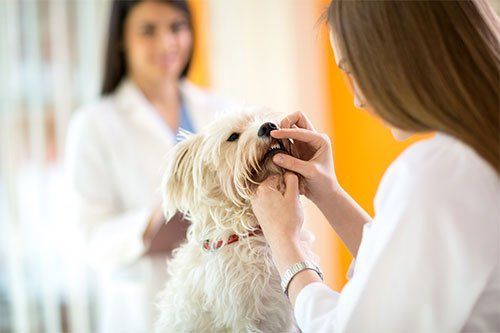 Animal Dental Care | Veterinarian Hospital | San Angelo, TX